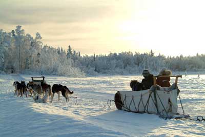 犬ぞり体験 イエローナイフ カナダ 冬のオプショナルツアー 日本旅行カナダ