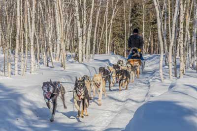 犬ぞり 犬ぞり操縦体験 イエローナイフ カナダ 冬のオプショナルツアー 日本旅行カナダ